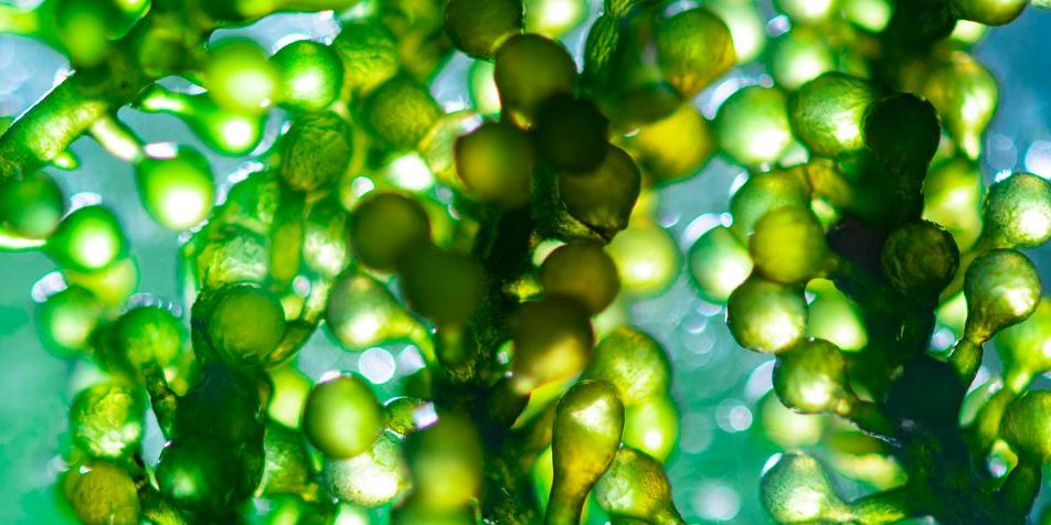 USDA RFI Seeks Input on Regulatory Considerations Related to the Review of Modified Organisms Subject to the Plant Protection Act - Bergeson & Campbell, P.C.