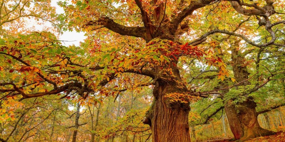 USDA Deregulates American Chestnut Genetically Engineered for Enhanced Blight Tolerance - Bergeson & Campbell, P.C.