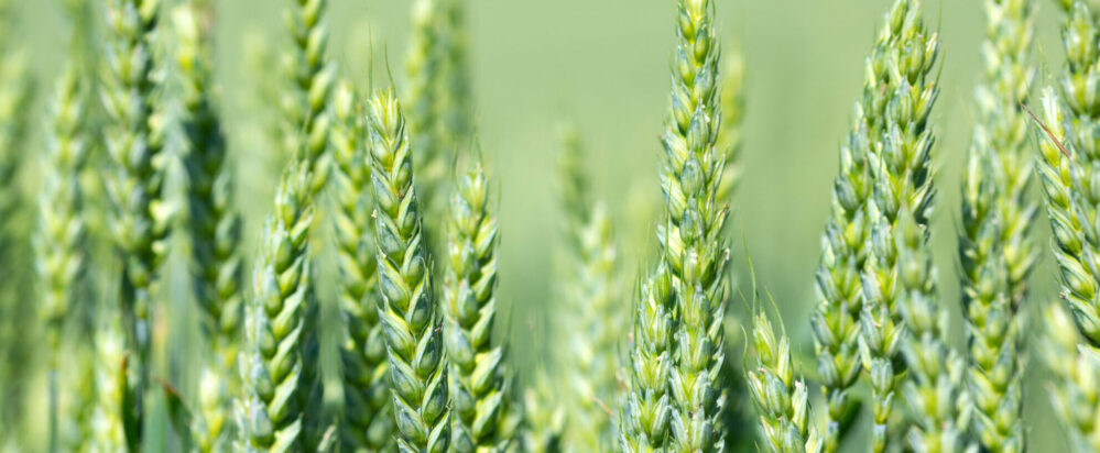 NALC and NASDA Foundation Will Hold Agricultural and Food Law Policy Briefing on May 6, 2026